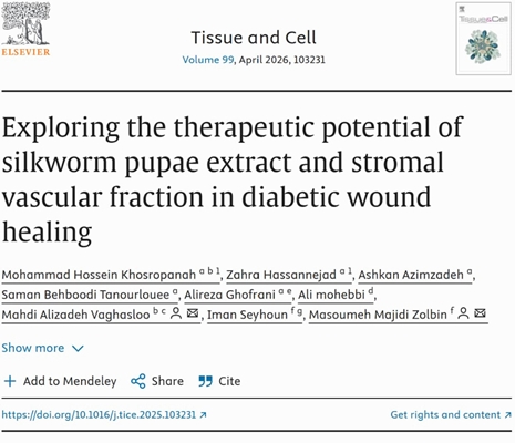Exploring the therapeutic potential of silkworm pupae extract and stromal vascular fraction in diabetic wound healing